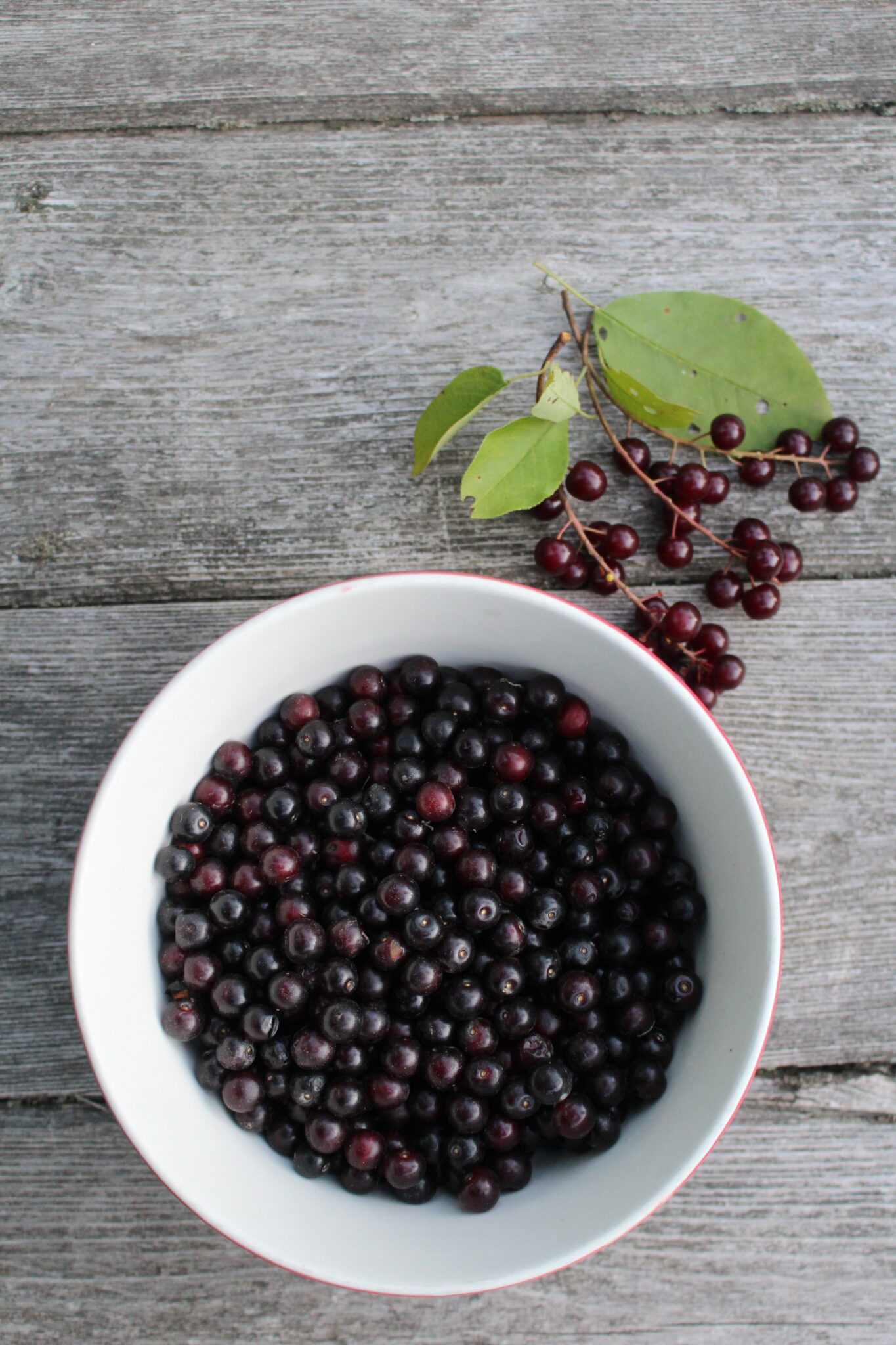 Chokecherry Harvest