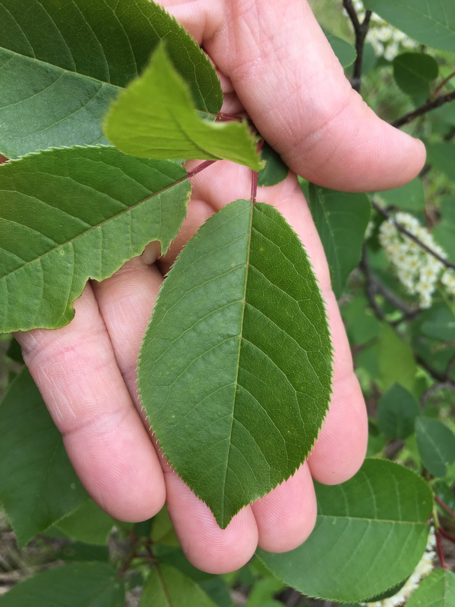 Chokecherry Leaf