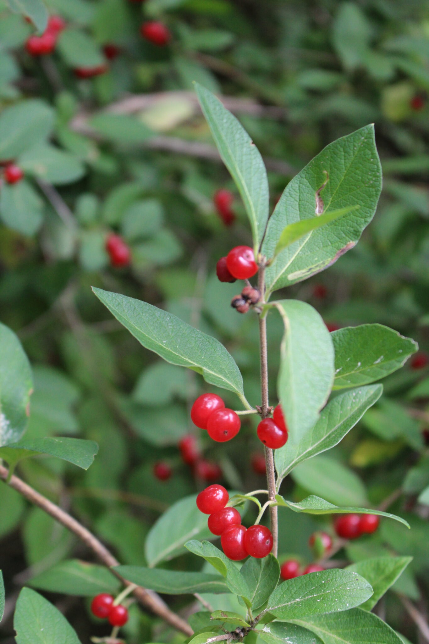 Chokecherry Look Alike Honeysuckle