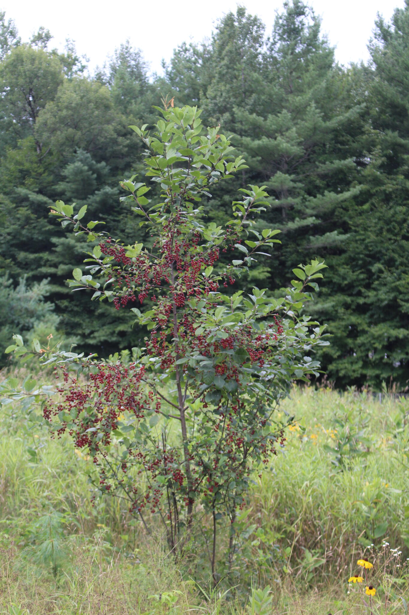 Chokecherry in Field