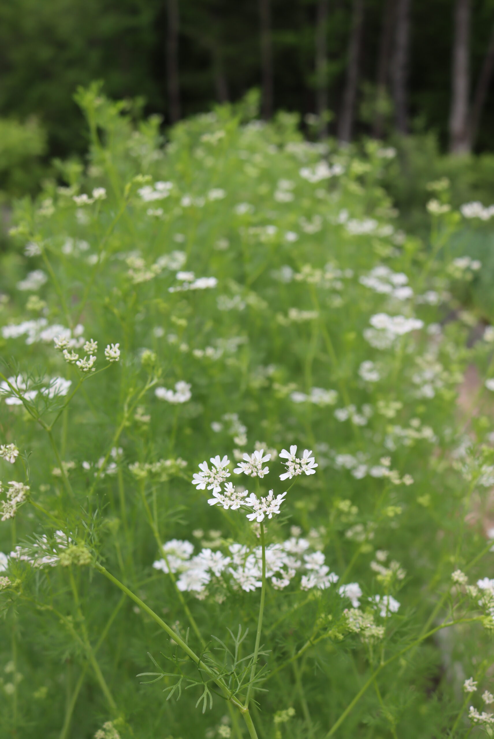 Cillantro Flowers