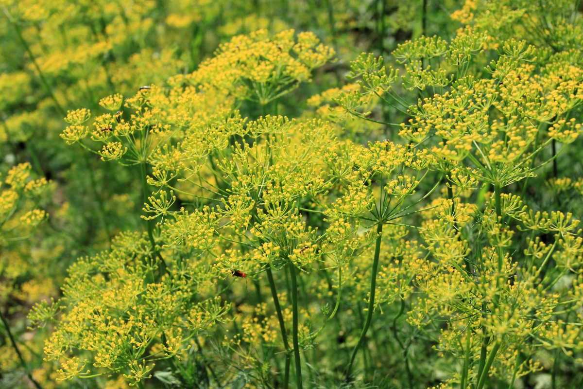 Dill Flowers