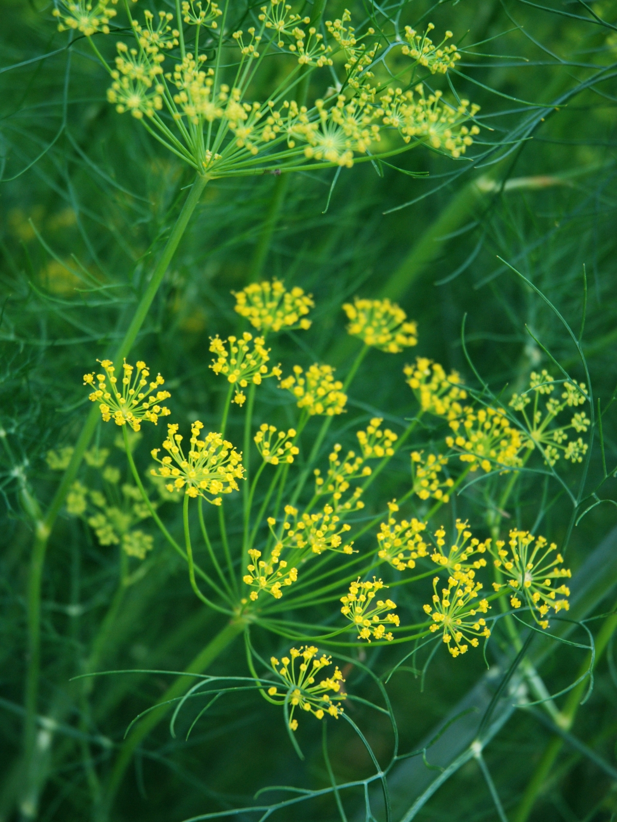 Dill