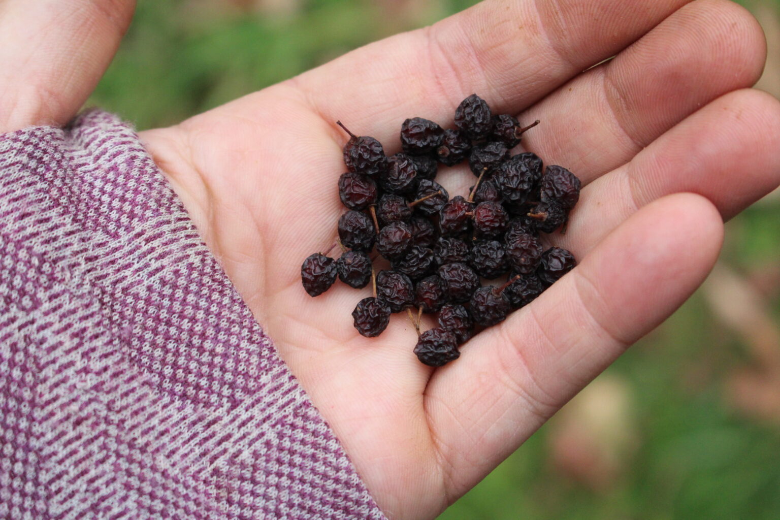Dried chokecherry