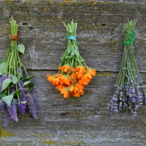 Drying Medicinal Herbs