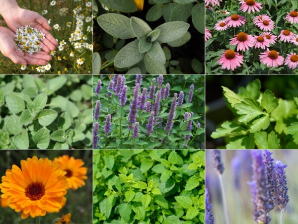 Easy to Grow Medicinal Herbs