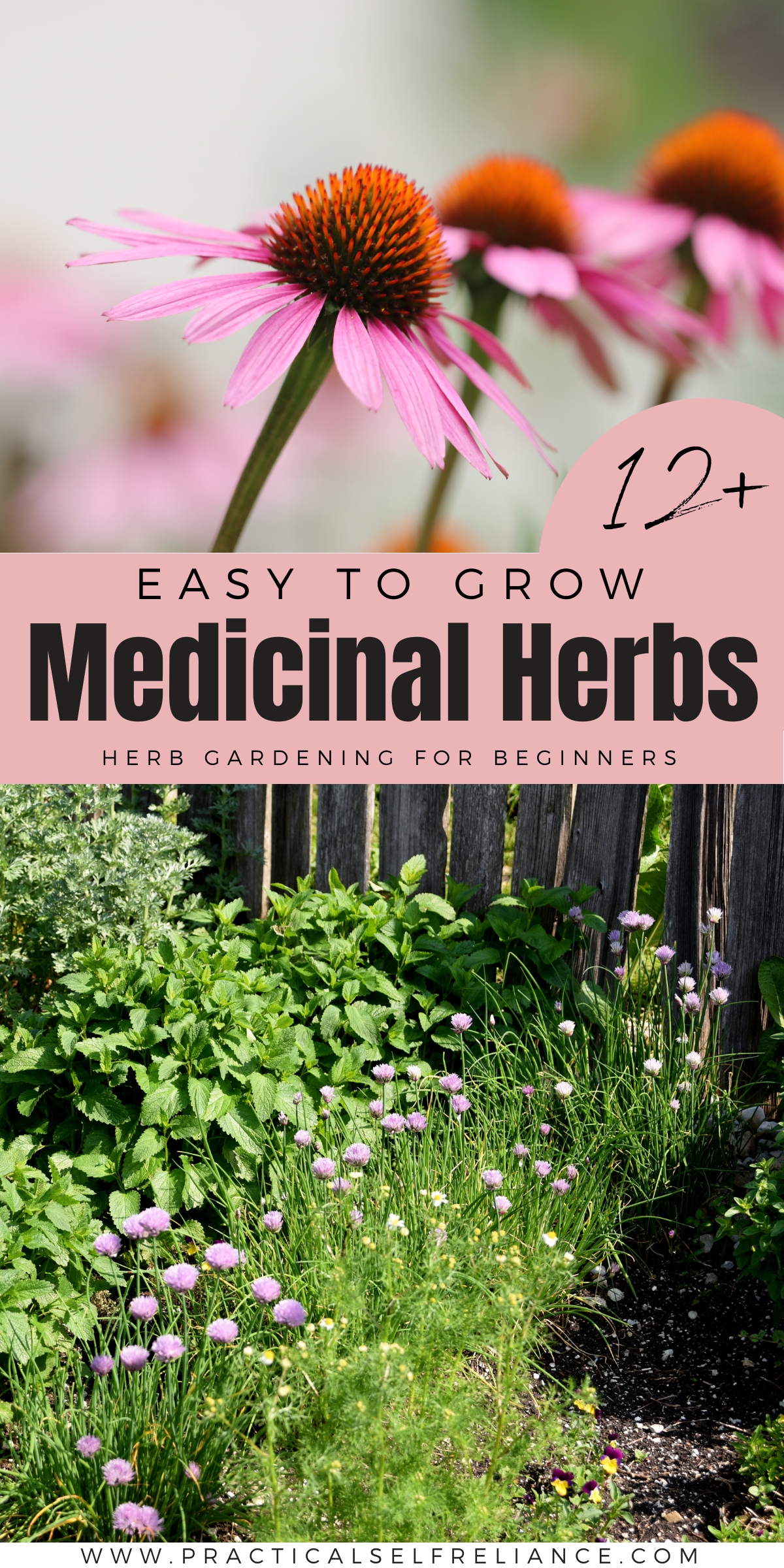 Easy to Grow Medicinal Herbs for Beginners