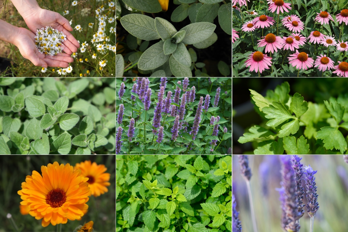 Easy to Grow Medicinal Herbs