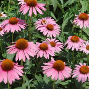 Echinacea