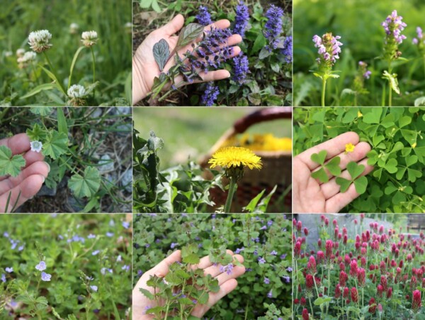 Edible Lawn Weeds