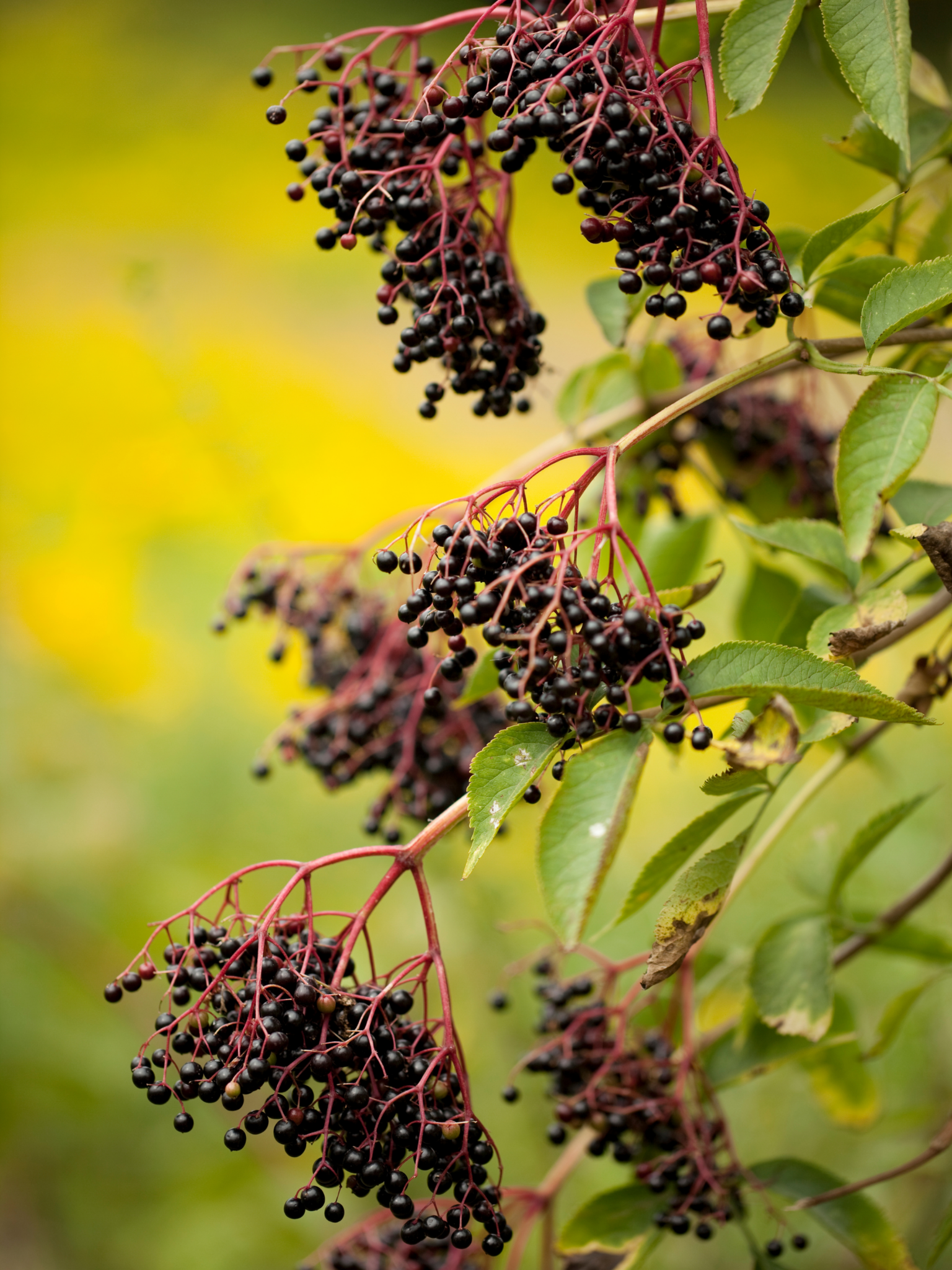Elderberries