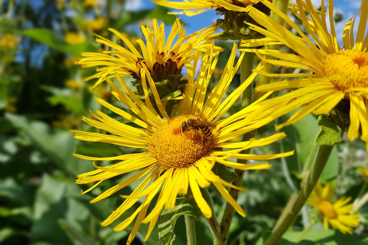 Elecampane Flower