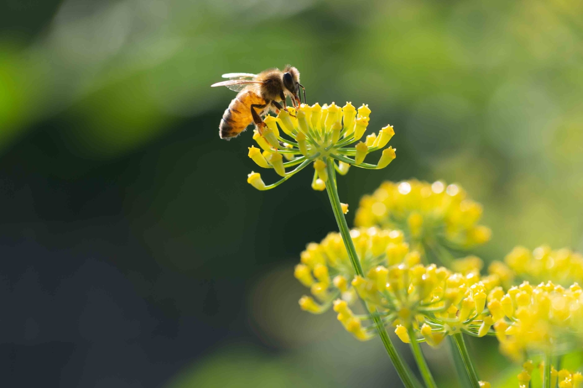 Fennel Pollinator