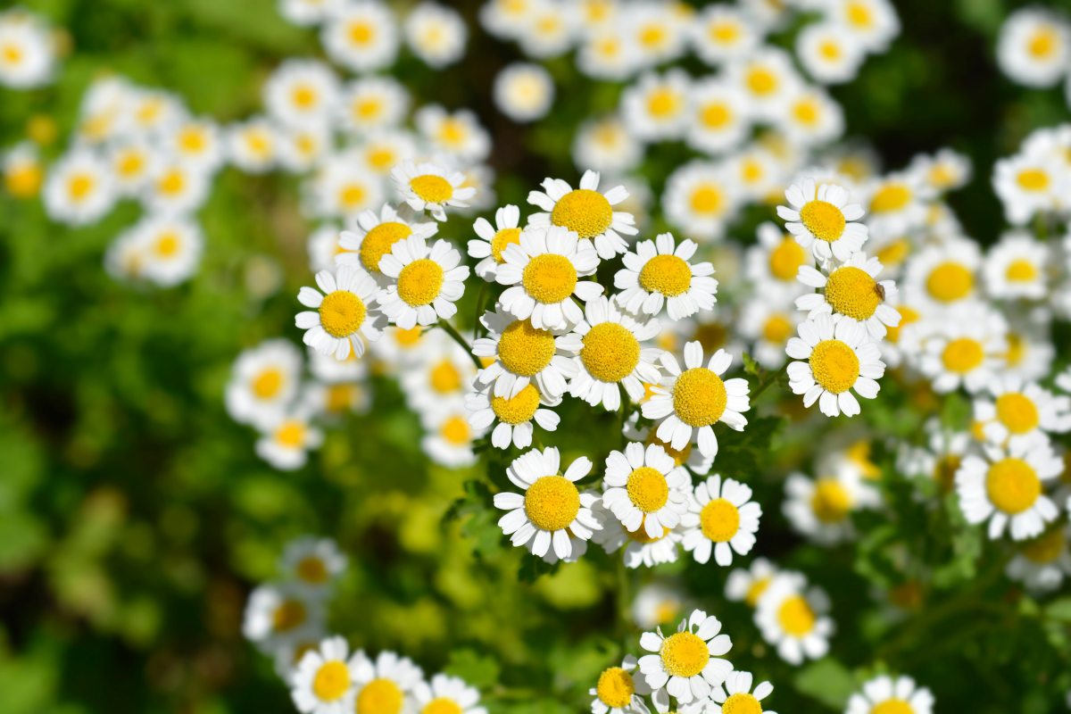Feverfew Flowers