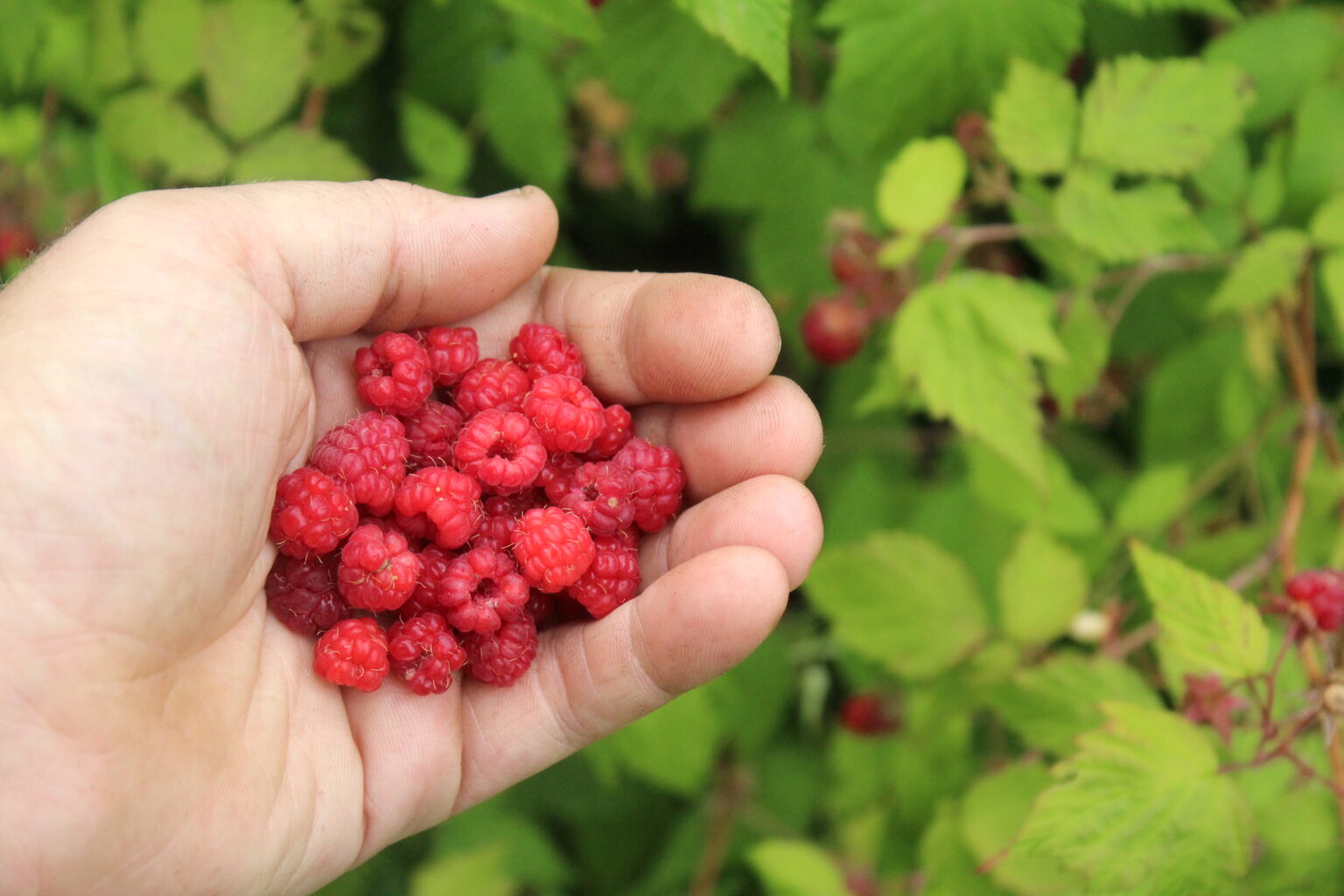 Foraged Wild Raspberries