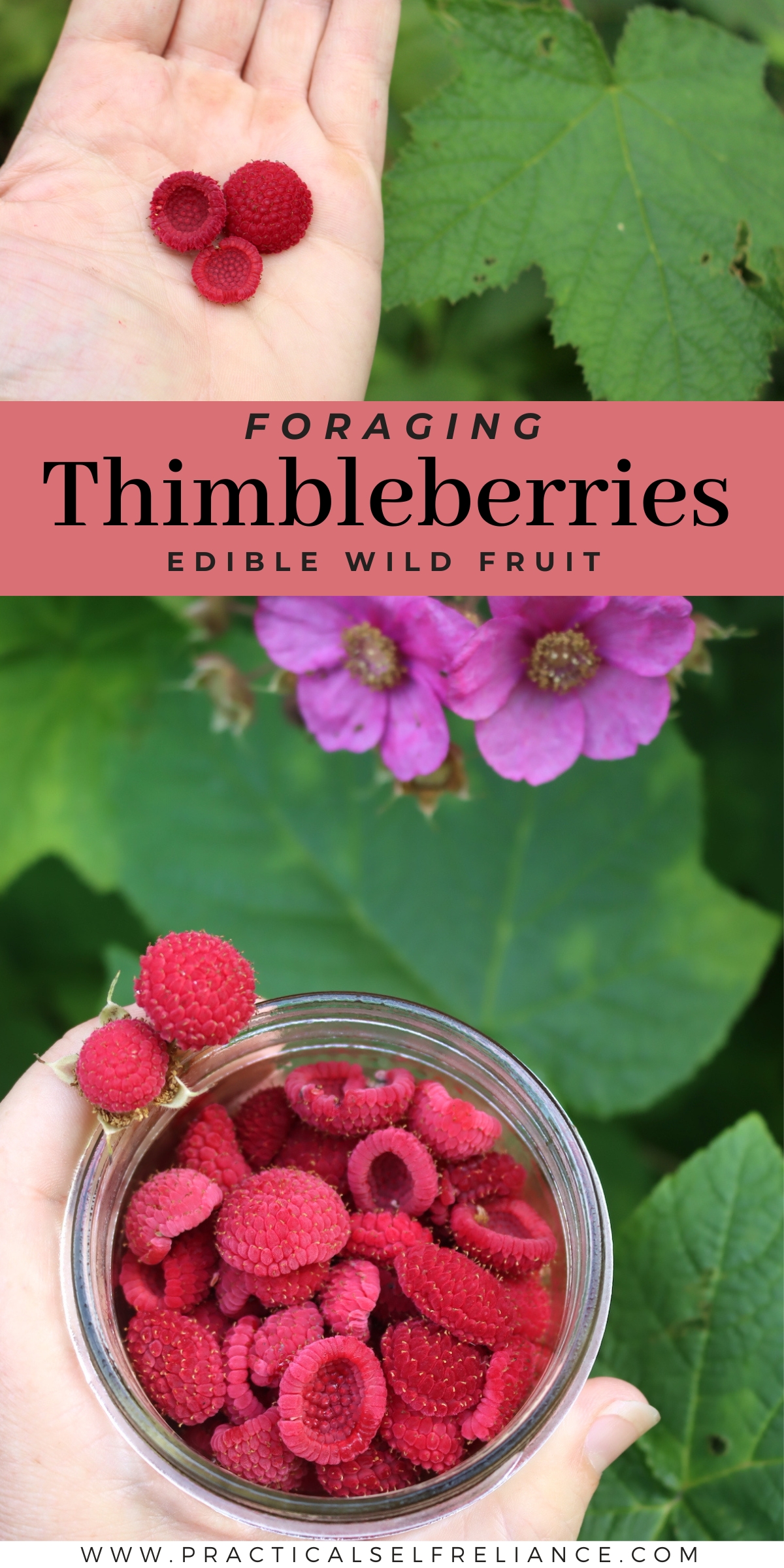 Foraging Thimbleberries