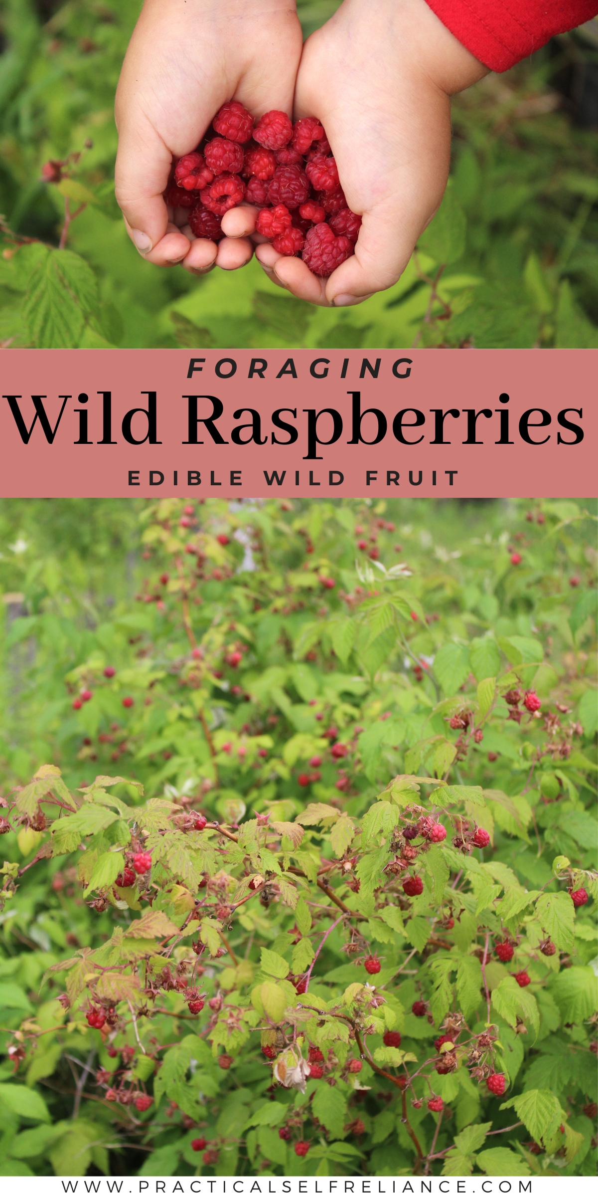 Foraging Wild Raspberries