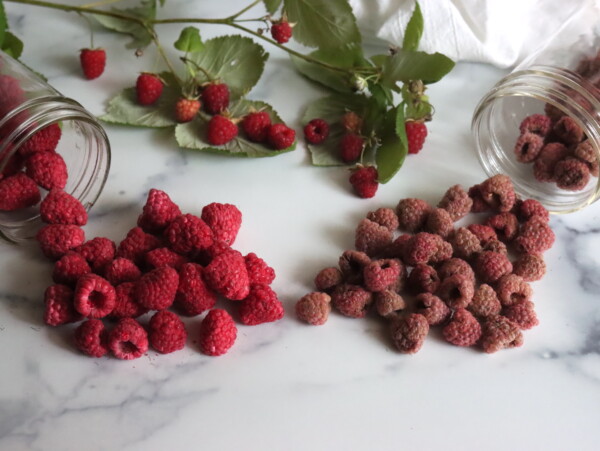 Freeze Dried Raspberries and Dehydrated Raspberries