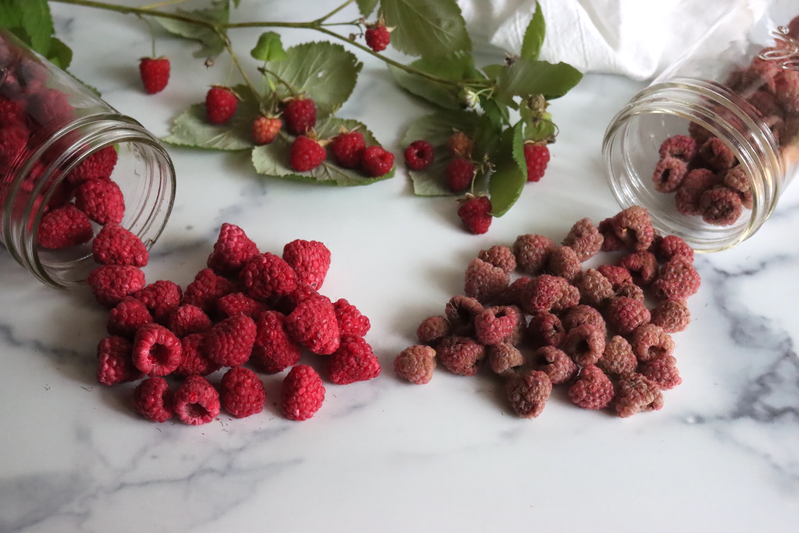 Freeze Dried Raspberries and Dehydrated Raspberries