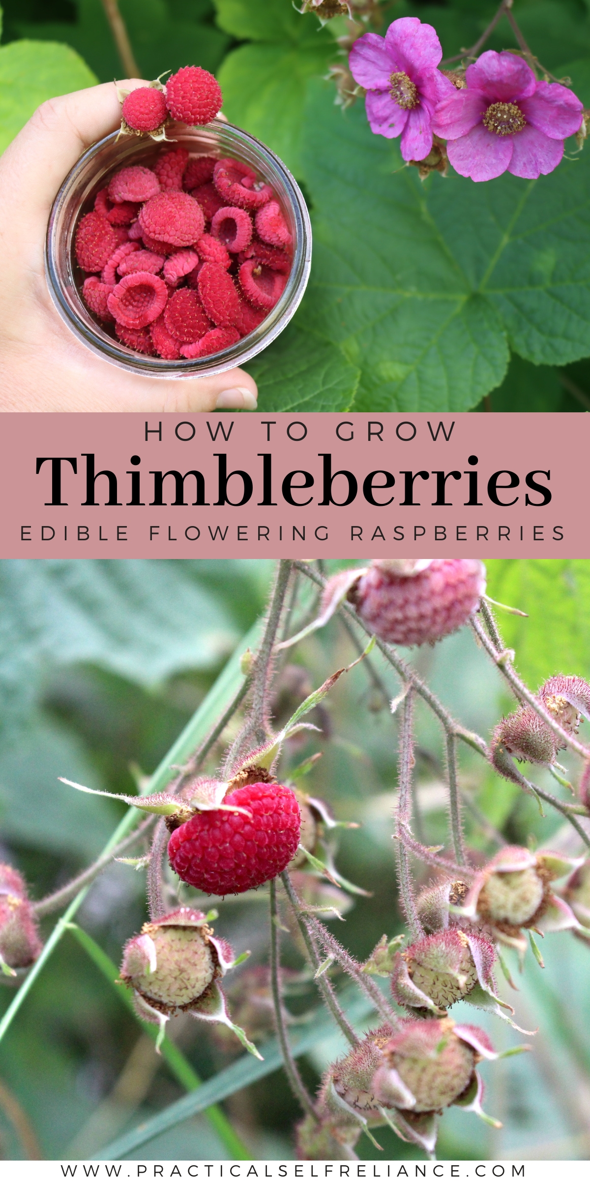 Growing Thimbleberries