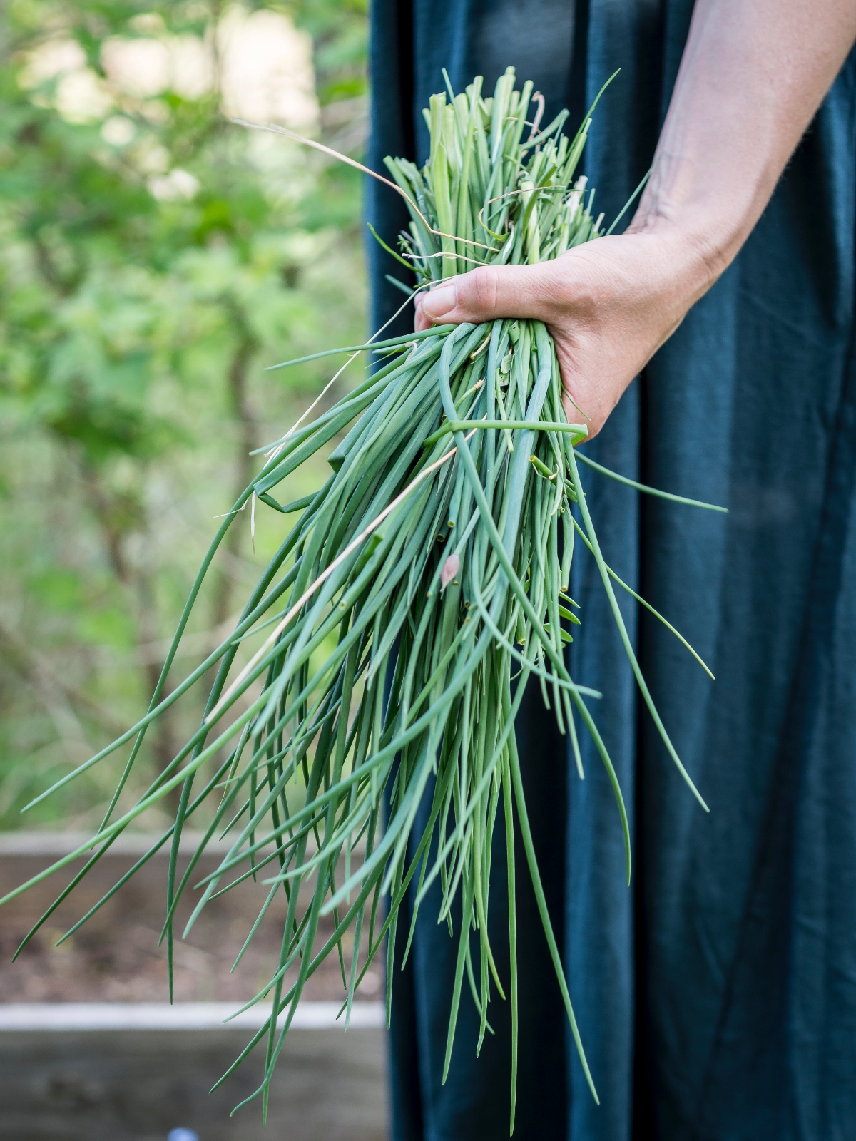 Harvesting Chives