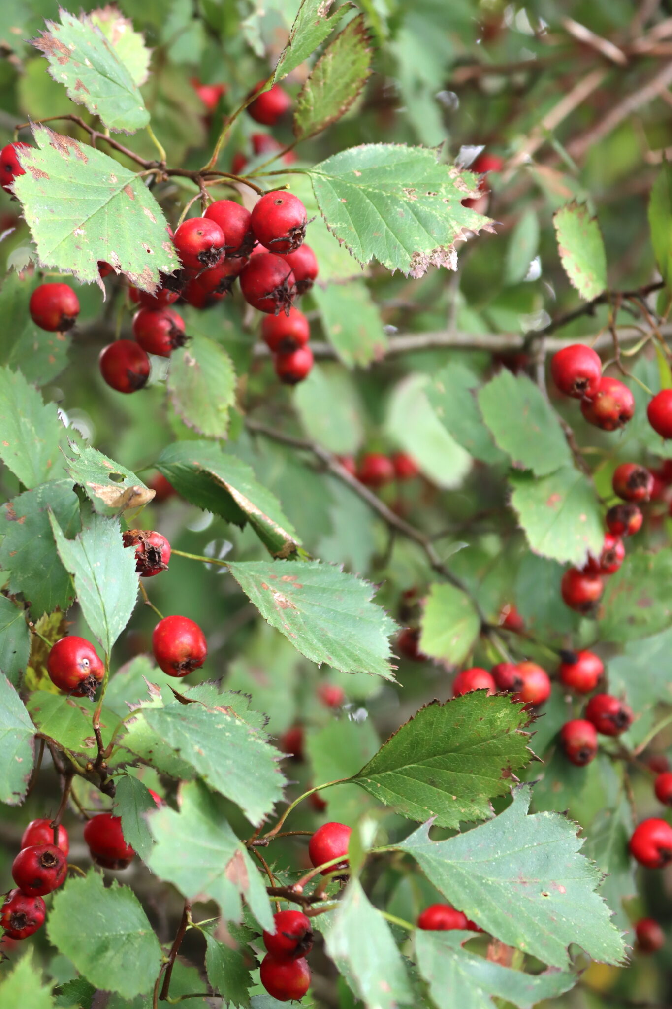 Hawthorn Fruit