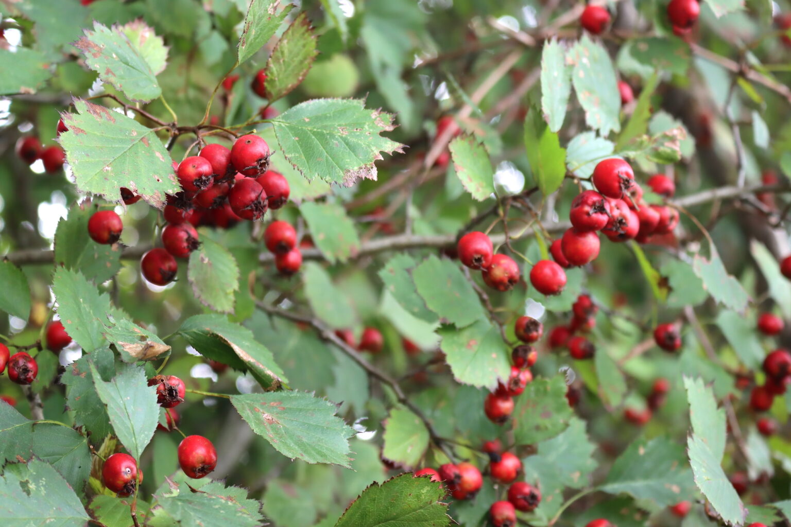 Hawthorn Fruit