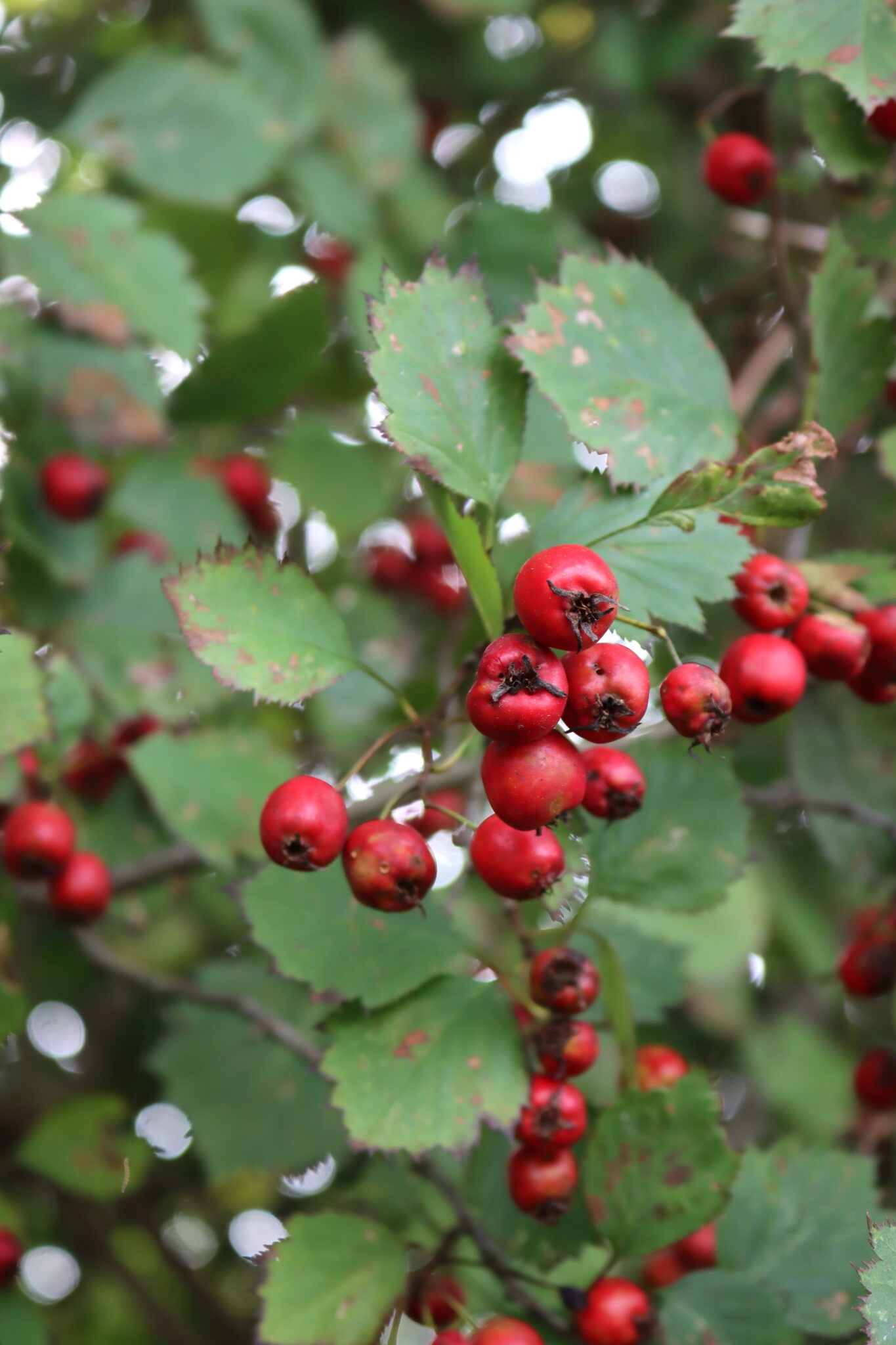 Hawthorn Fruit