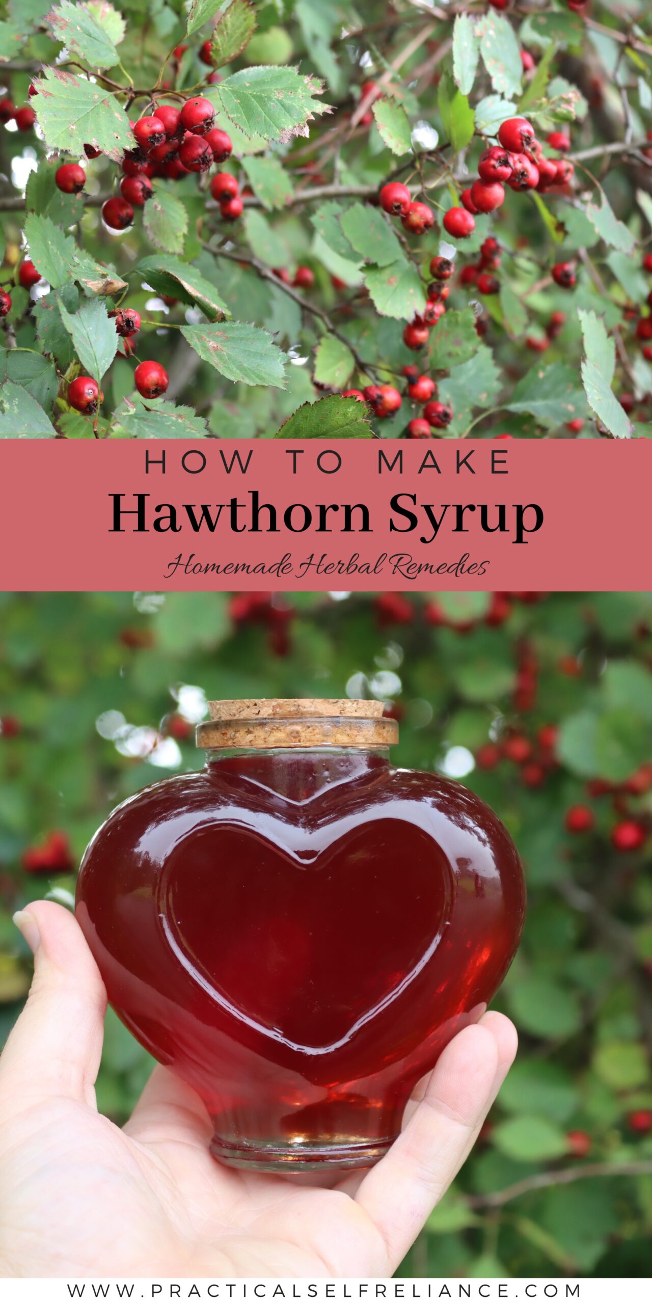 Hawthorn Syrup Recipe