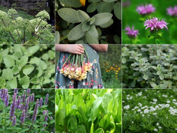 Herbs That grow in Shade