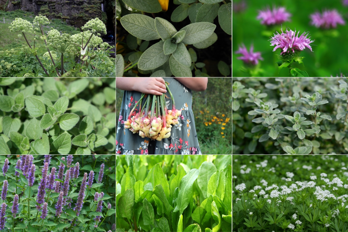 Herbs That grow in Shade