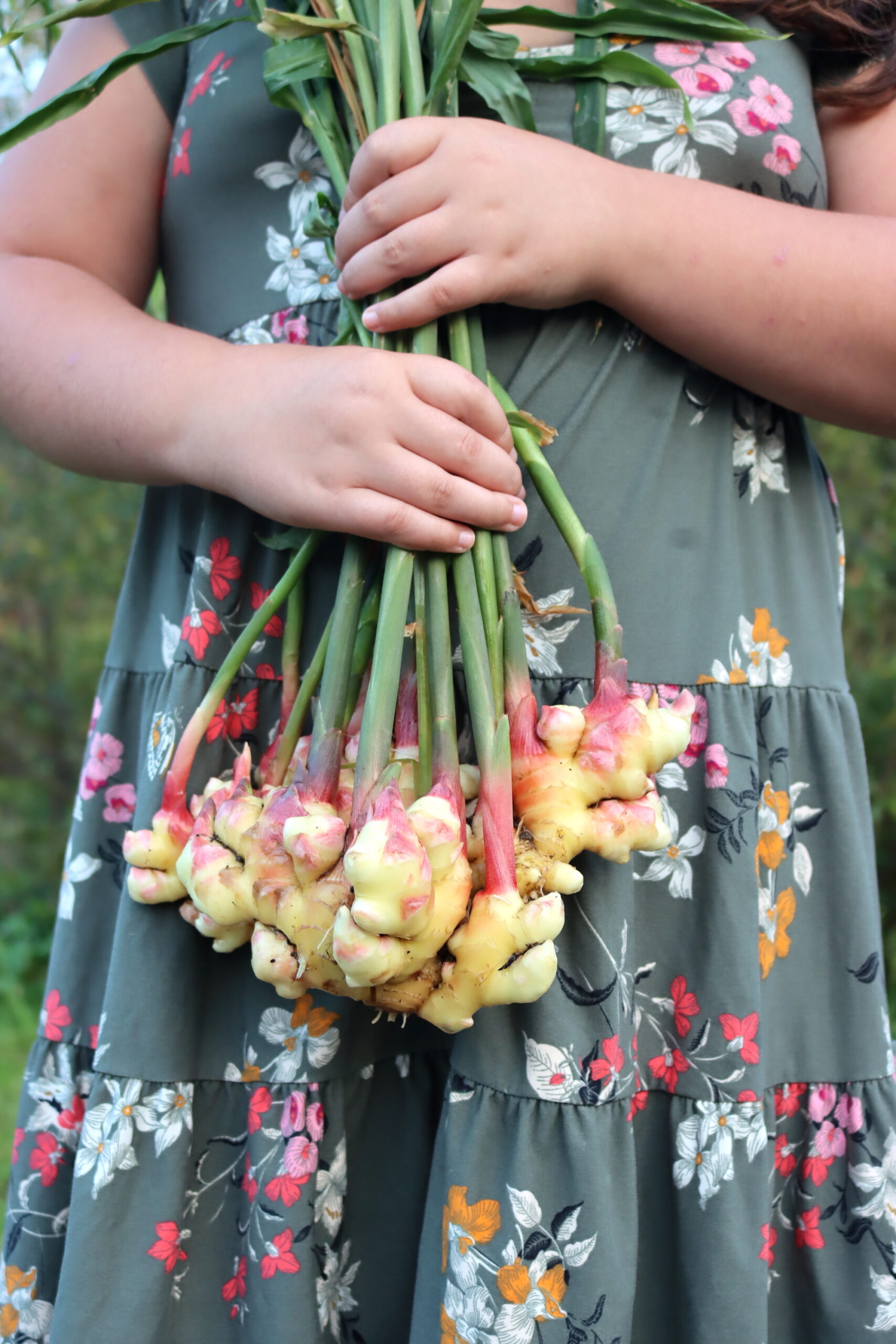 Homegrown Ginger