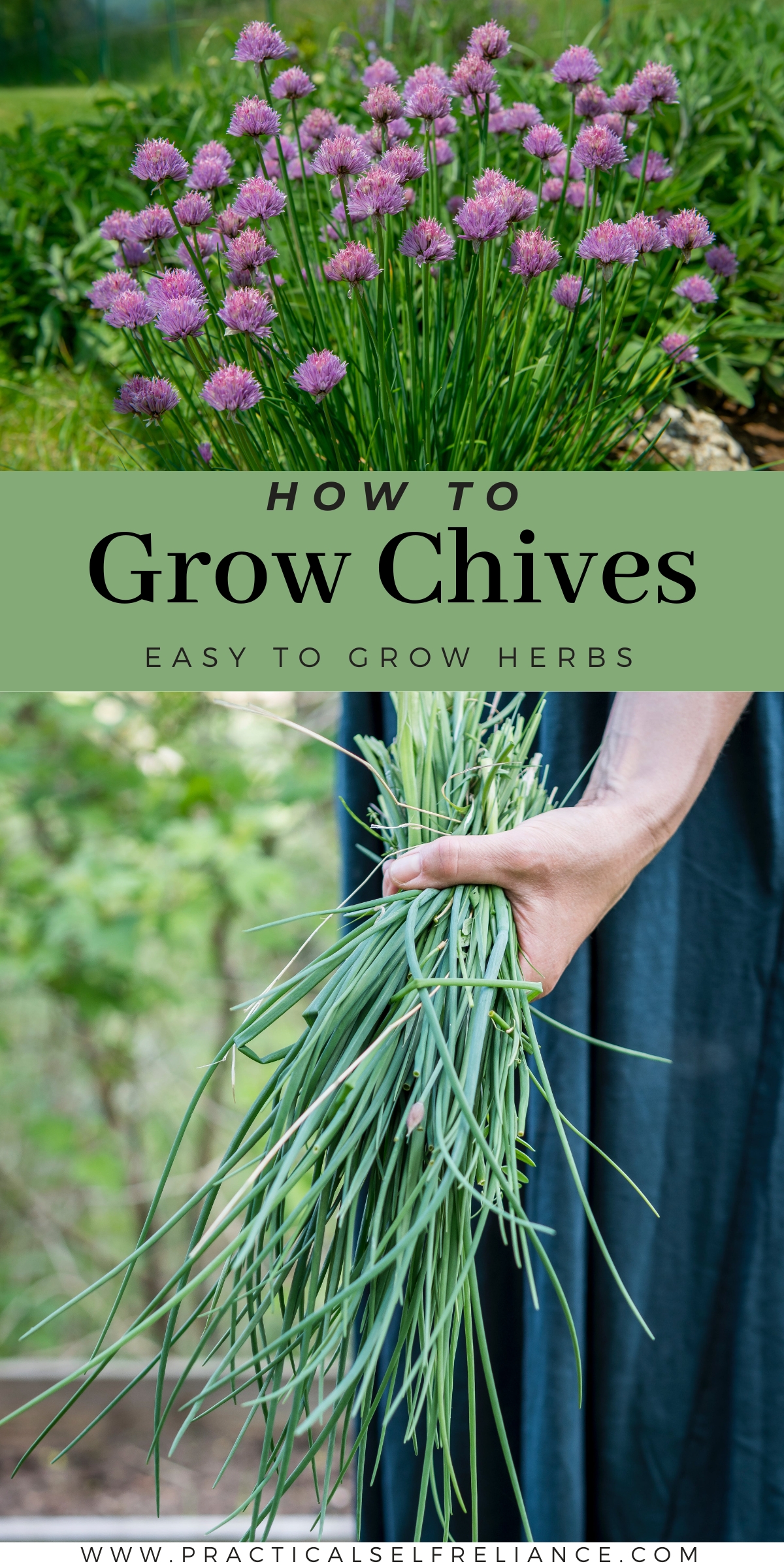 How to Grow Chives