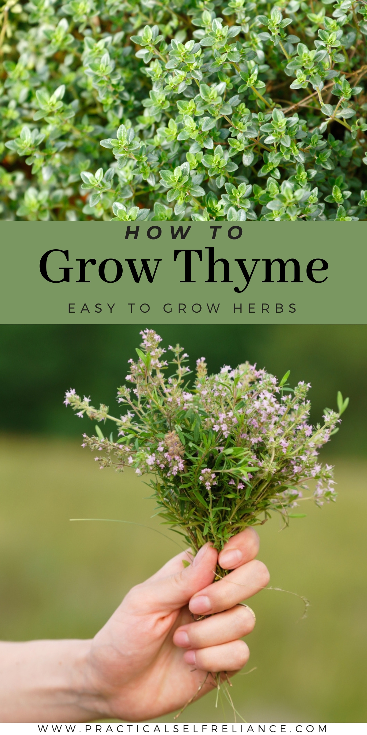 How to Grow Thyme
