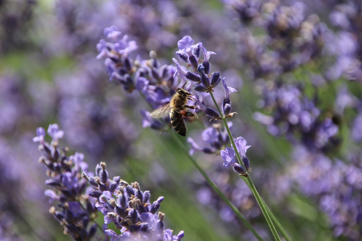 Lavender Pollinator