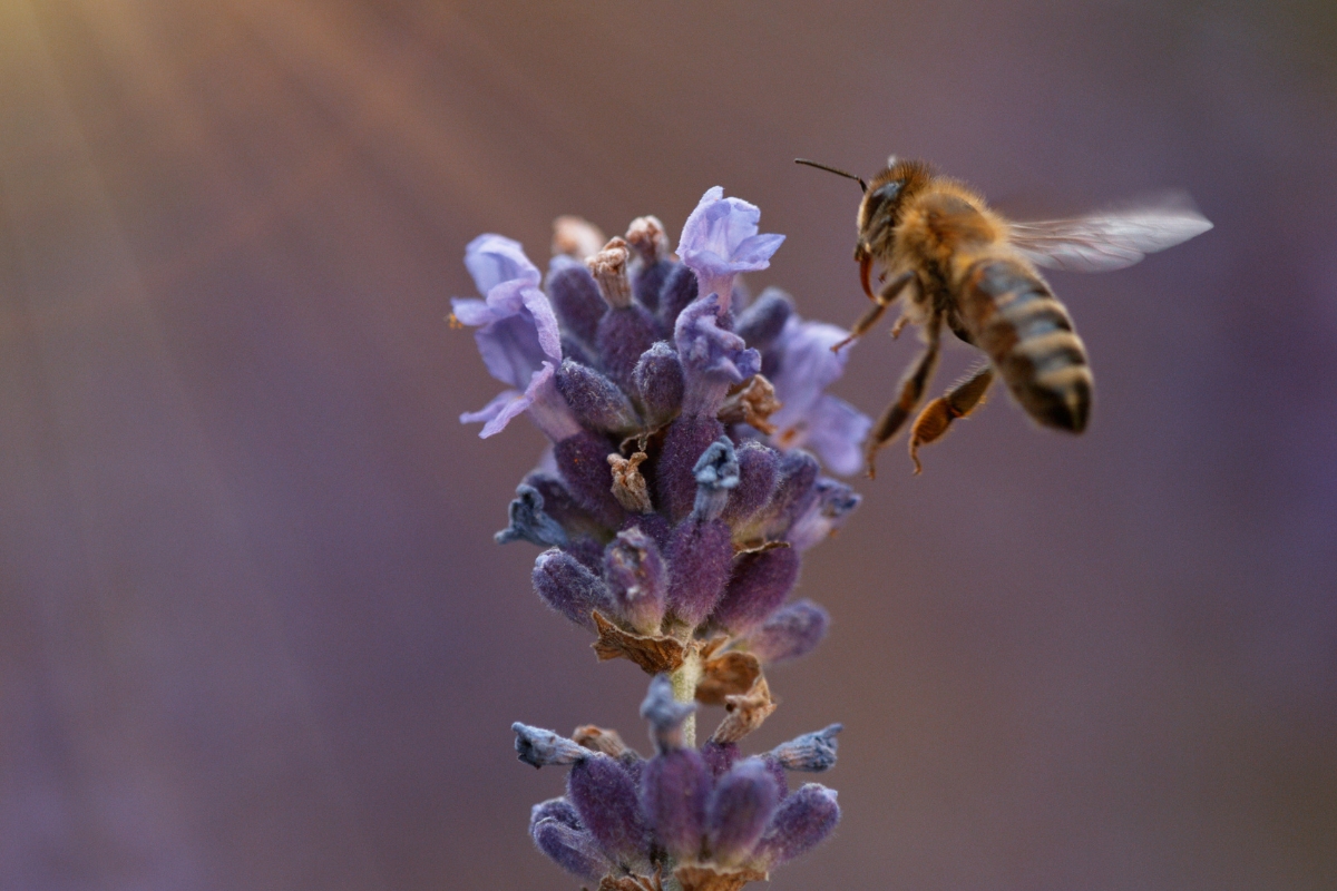 Lavender Pollinator