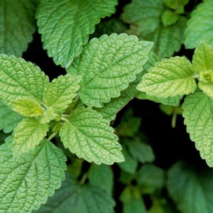Lemon Balm
