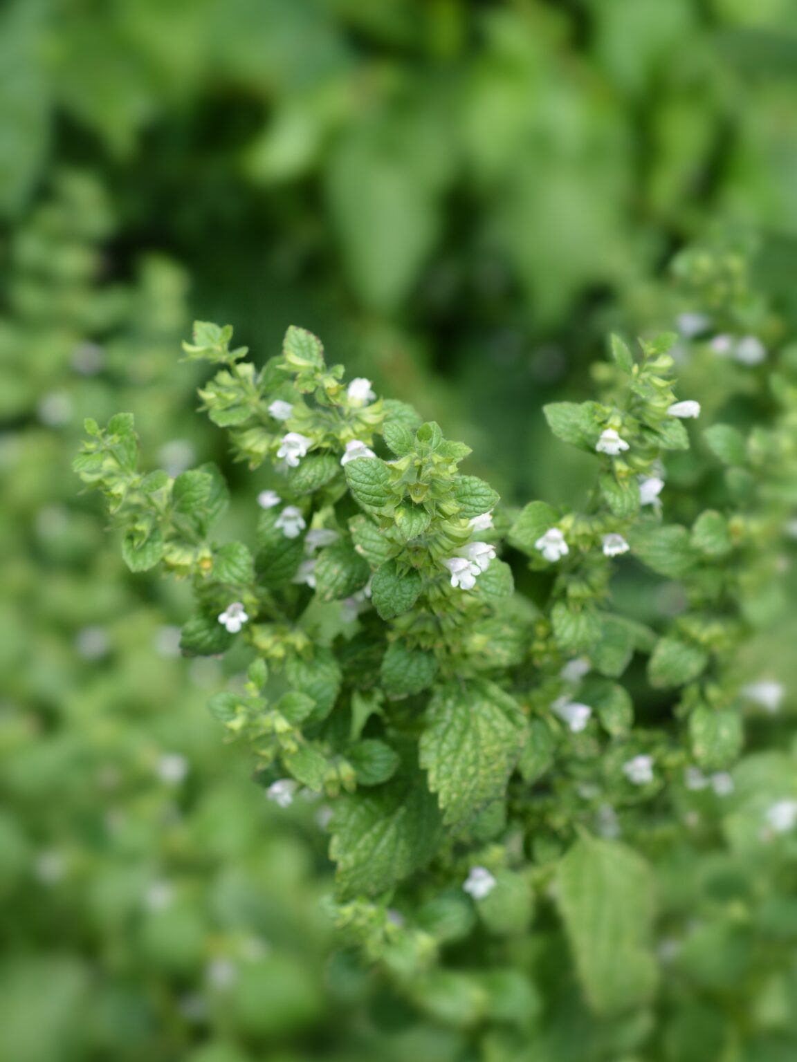 16+ Kitchen Herbs to Plant for Pollinators — Practical Self Reliance