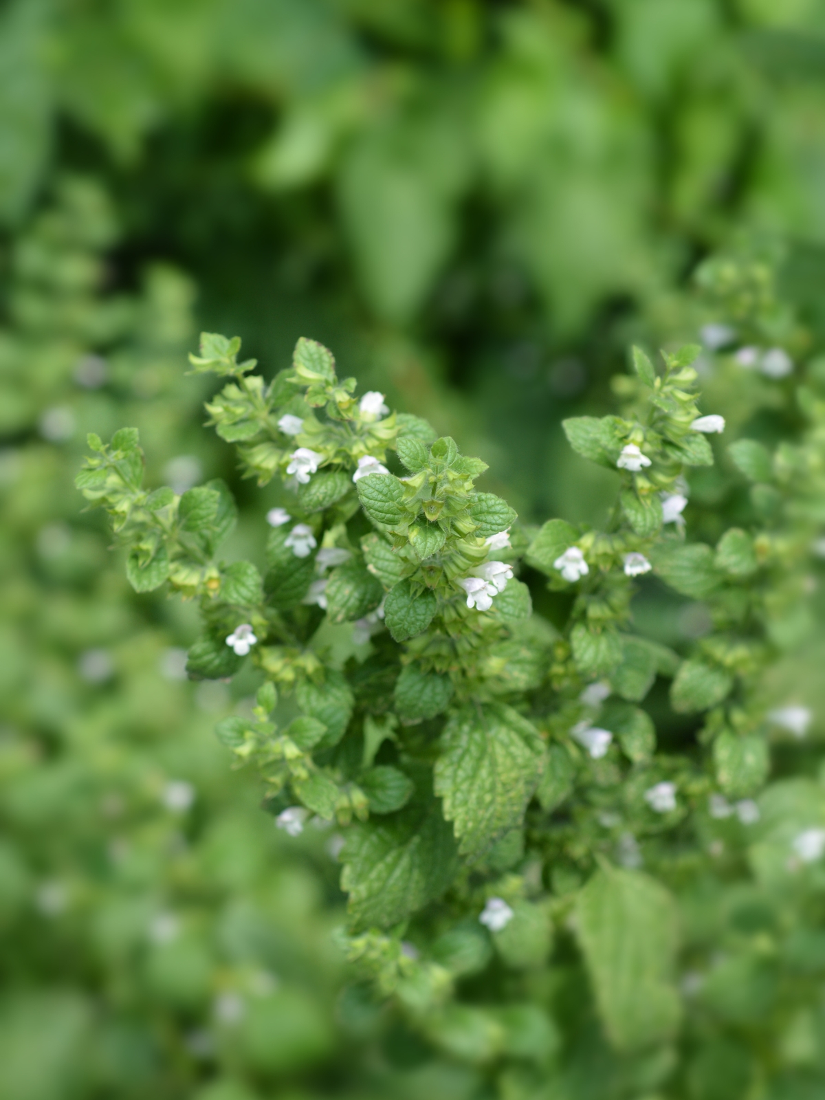 Lemon Balm Flowers