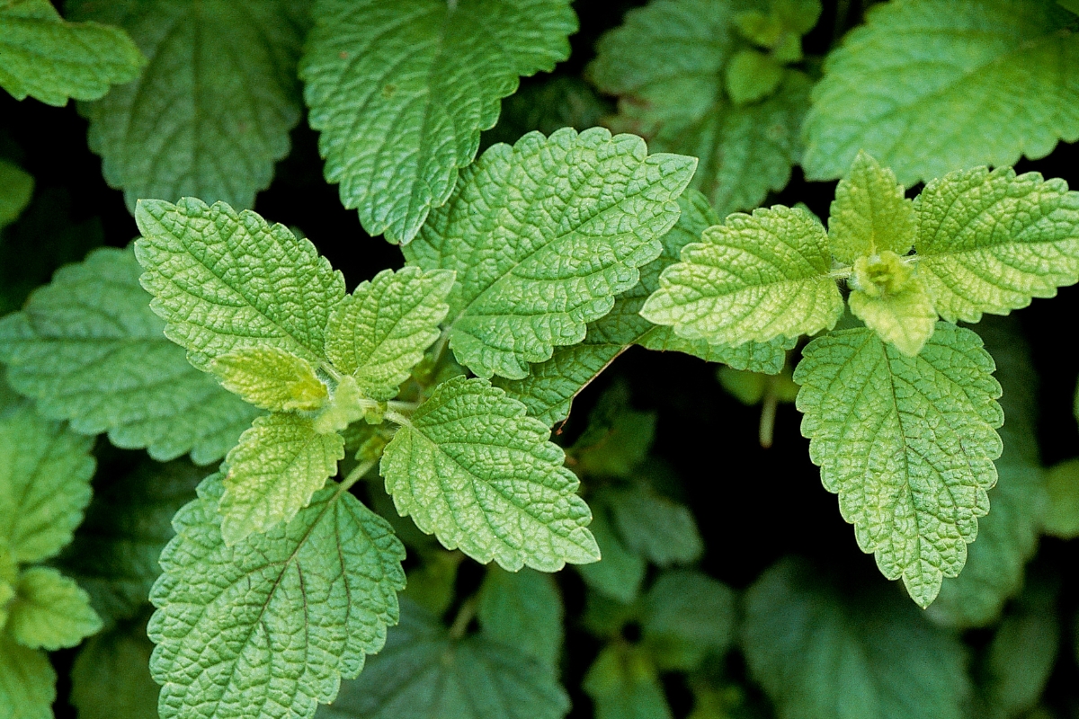 Lemon Balm Plant