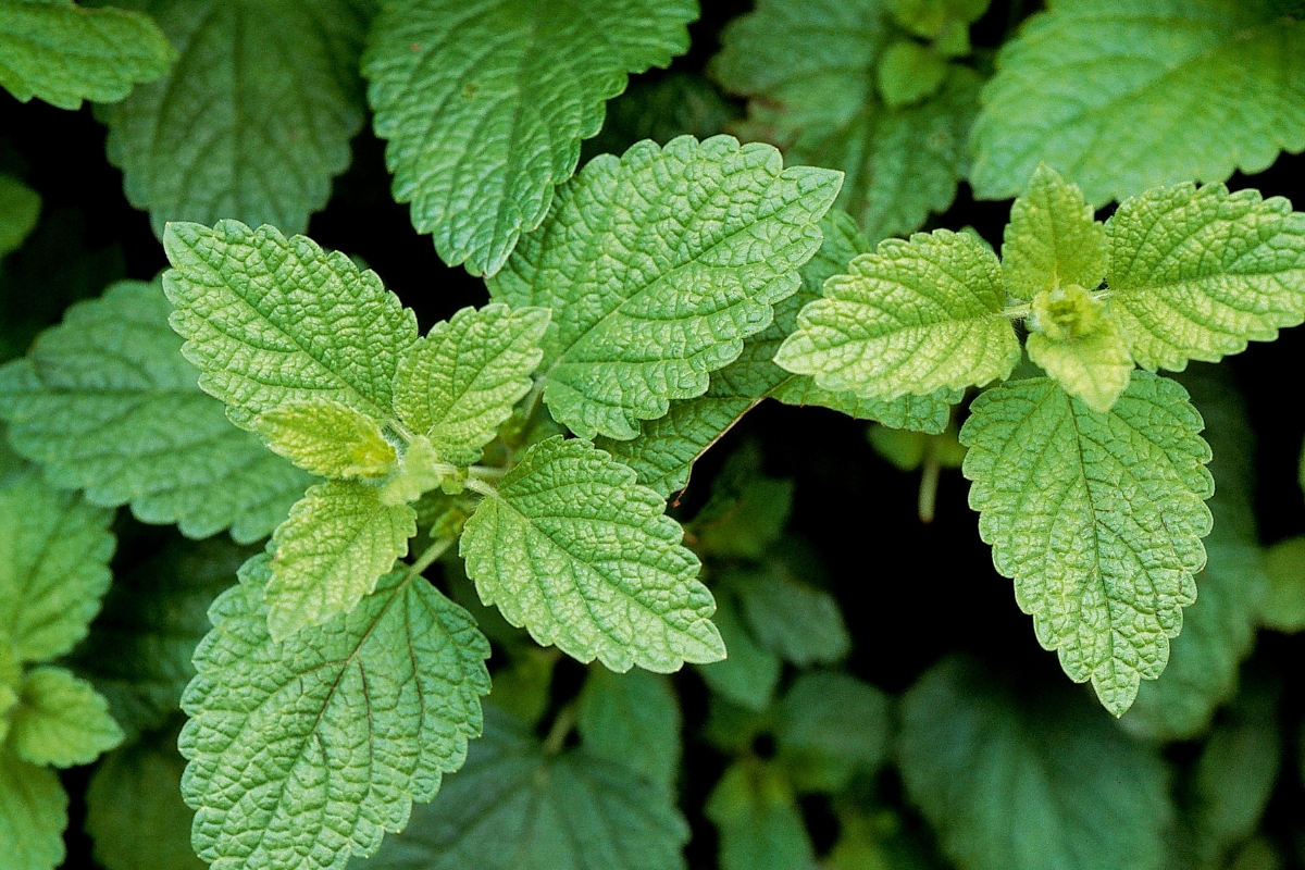 Lemon Balm