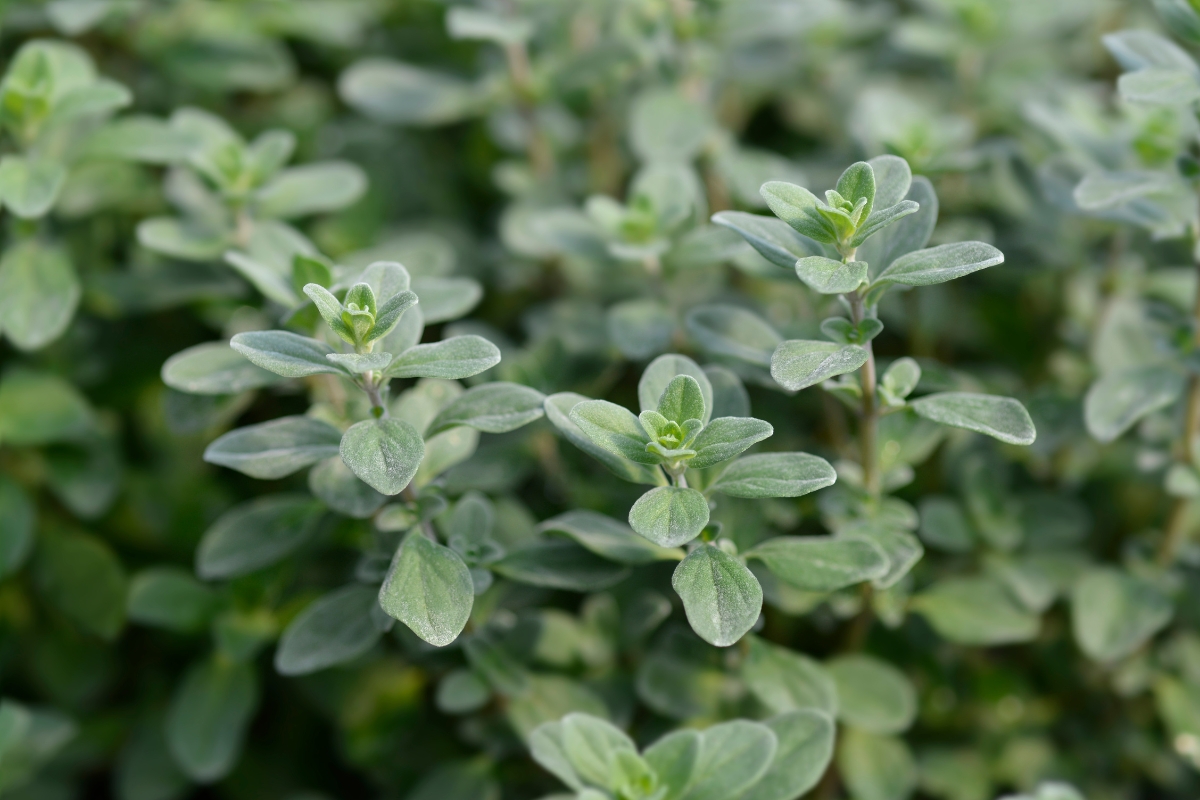 Marjoram