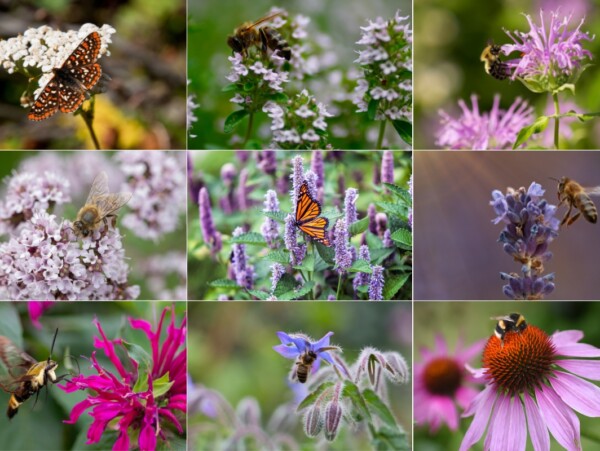 Medicinal Herbs to Plant for the Bees