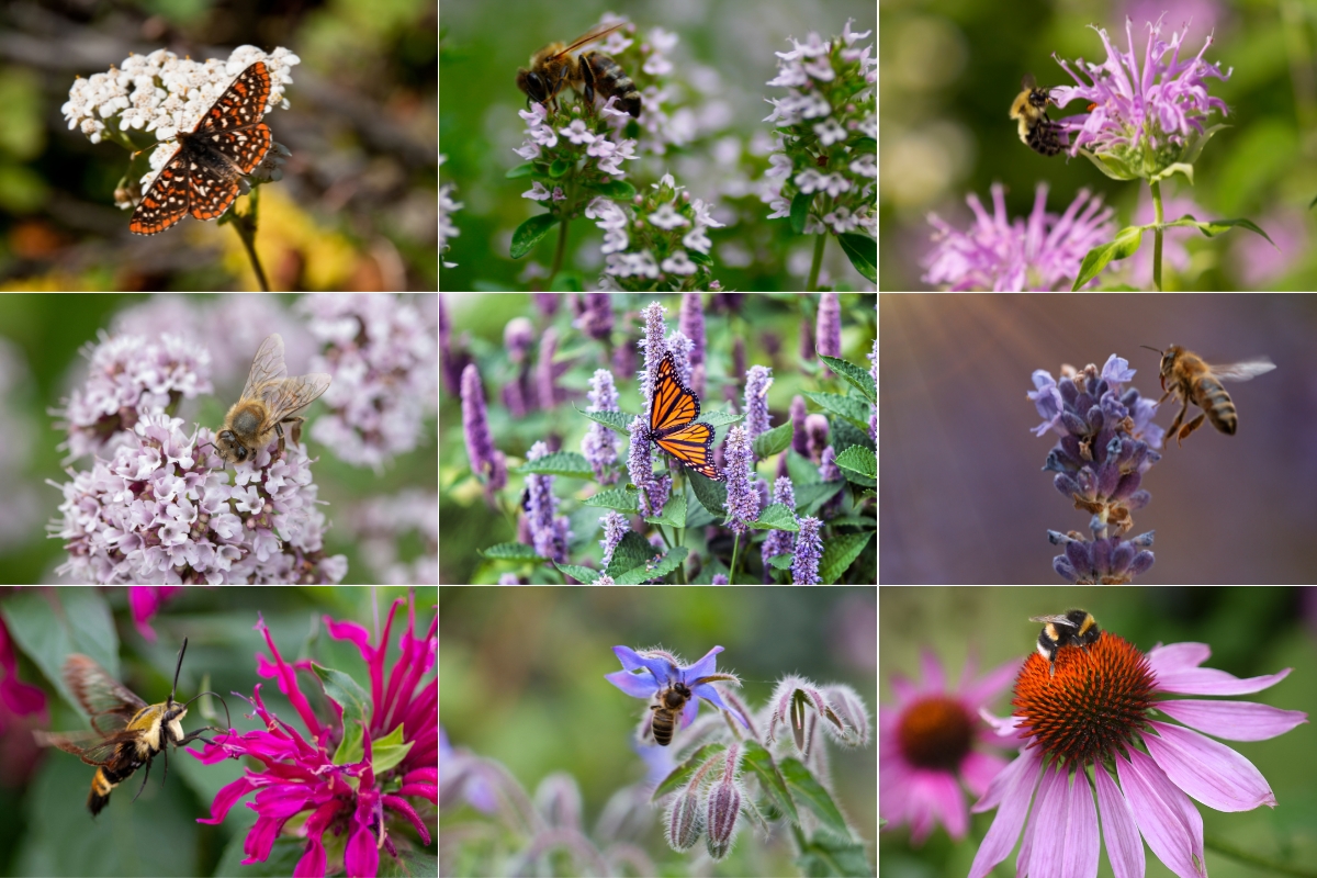 Medicinal Herbs to Plant for the Bees