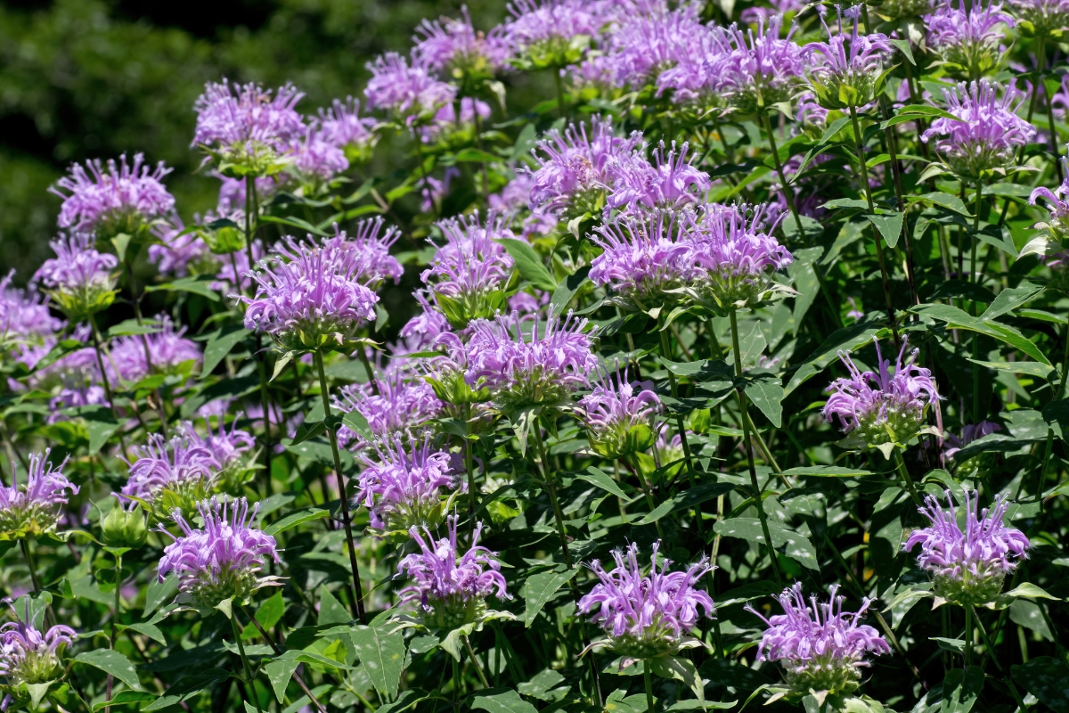 Native Bee Balm Flowers