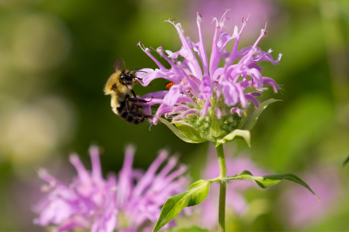 Native Bee Balm and Bumble Bee