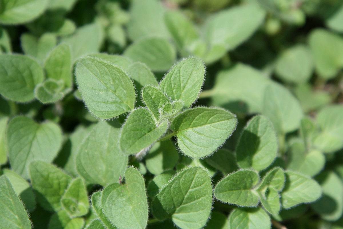 Oregano Plant
