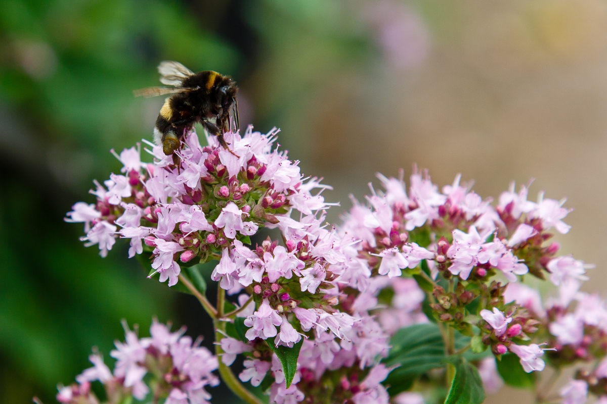 Oregano Pollinator