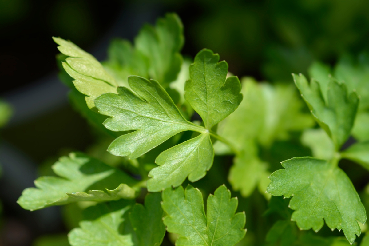 Parsley