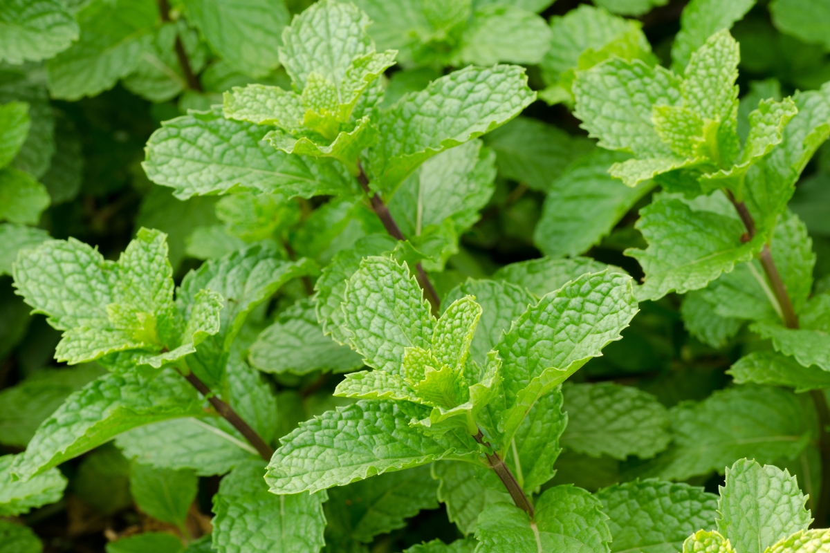 Peppermint Plant